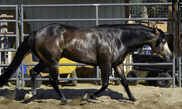 Black Hawke 2011 Blue Roan Stallion ~ Homozygous Roan ~ Standing at Stud